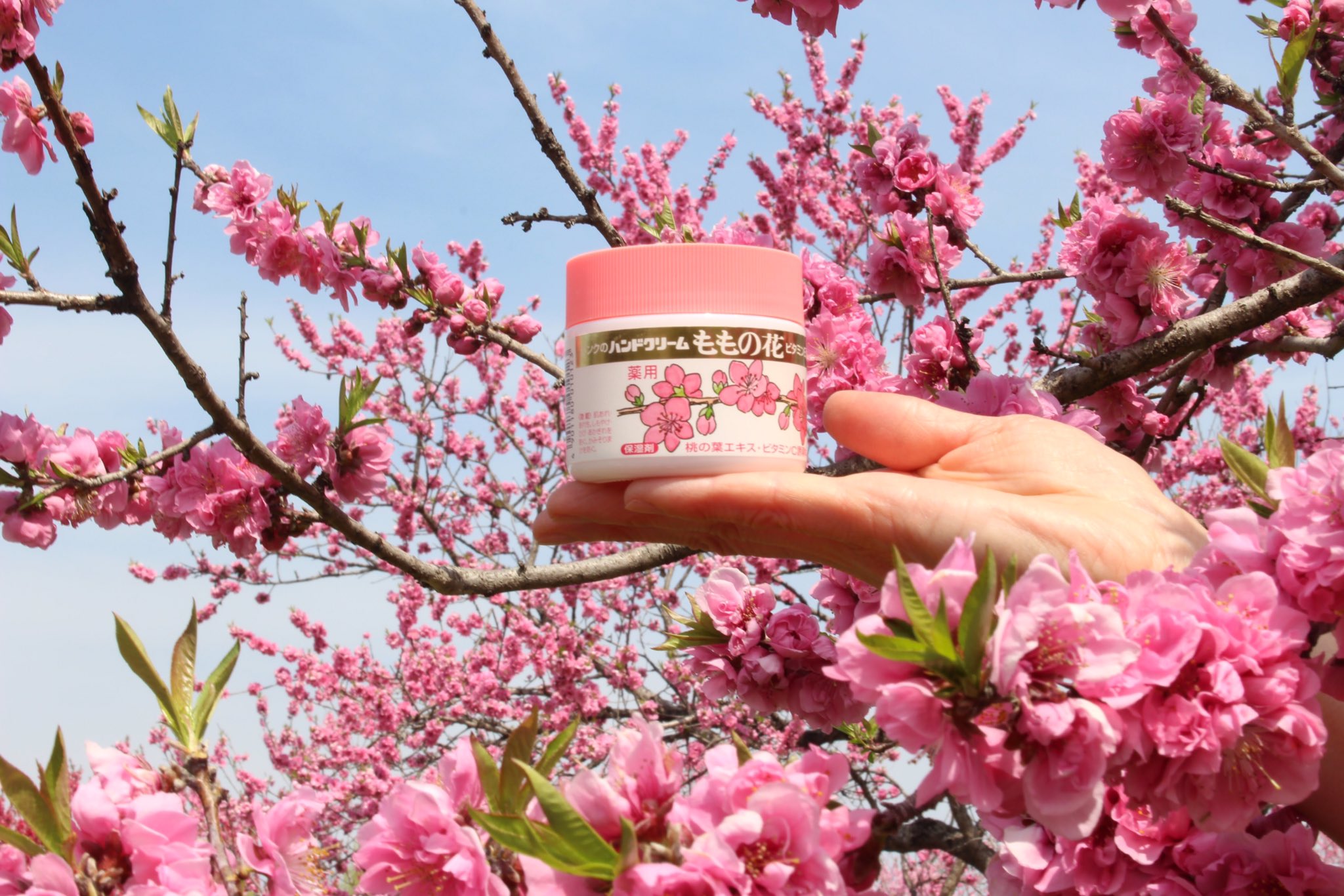 オリヂナル株式会社 本日3月3日は ひなまつり 桃の花の季節には ももの花ハンドクリーム を ひなまつり 桃の節句 オリヂナル ももの花ハンドクリーム 桃の花 もものはな ハンドクリーム スキンケア 手洗い 水仕事 手荒れ対策 保湿