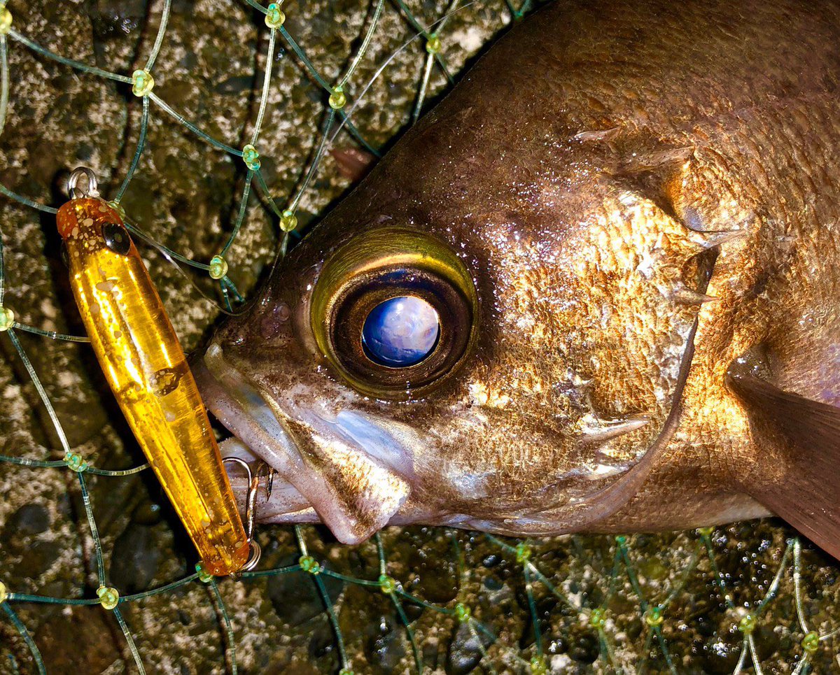 Tulala公式アカウント モンマジ ツラリス親子から揃って尺メバルゲットの報告 おめでとうございます ロッドはグルービー70s 80s トパーズ45s などのプラグを使う釣りから繊細なワーミングまで可能 あらゆるライトゲームに対応する万能ロッドです