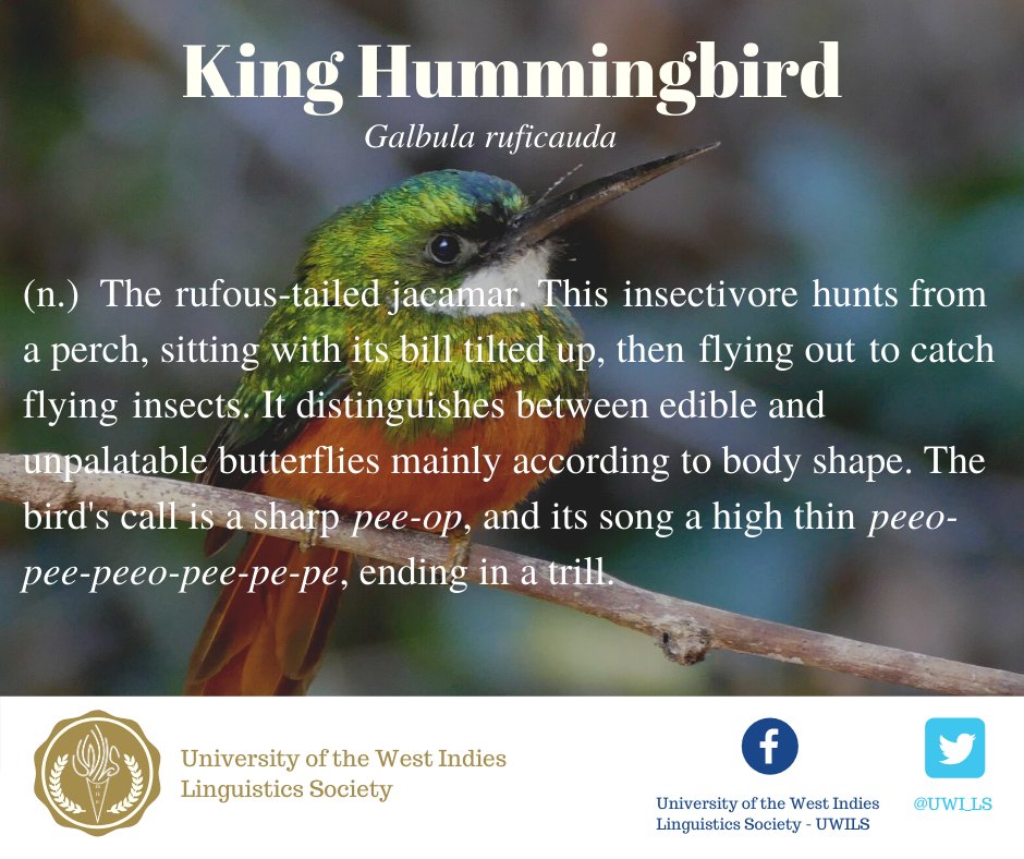 UWI_LS's tweet photo. King Hummingbird: The rufus tailed jacamar. An insectivorous hummingbird, its call is a high peeo-pee-peeo ending in a trill. 

#UWI #BeUWI #uwista #UWILS #Linguistics #Caribbeanlinguistics #Trinidadandtobago #triniEC #celebratelanguage 
#languagelearning #creole #Trini https://t.co/lWJFSRFfqn