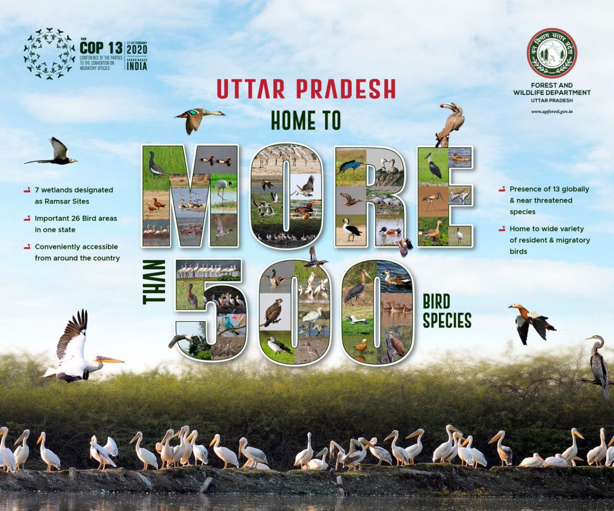 River Ganges and thousands of wetlands situated in its flood plains in the State of UP is a cradle for birds and innumerable life forms. Almost 50% birds we host here are migratory. It’s great that out of 10 Ramsar sites declared this year, 6 were from UP.#WWD2020 @martharojasu1