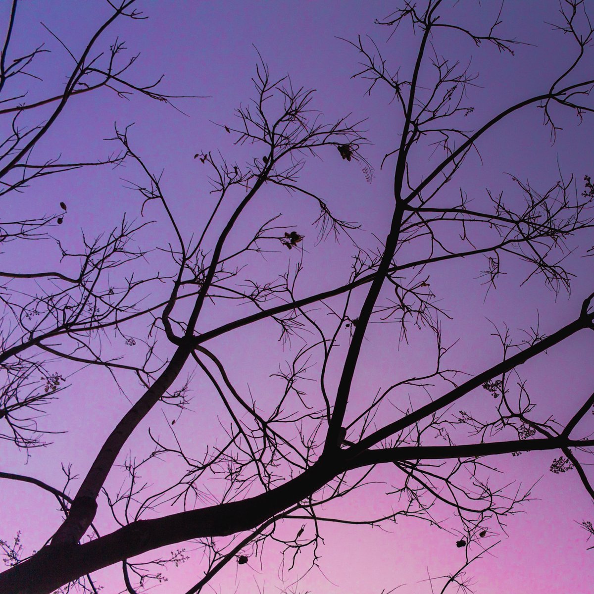 AmetAlvirde's tweet photo. Día 15/30:
Árbol sin hojas,
Como mi mente, sin
Palabras; nada.
(5—6+1—5)
Sígueme en Instagram: AmetAlvirde
https://t.co/WMWXFQkZMl
#CadenaDeHaikus #HaikuChallenge #RetoHaiku #Haiku https://t.co/wc3BvpAEtf