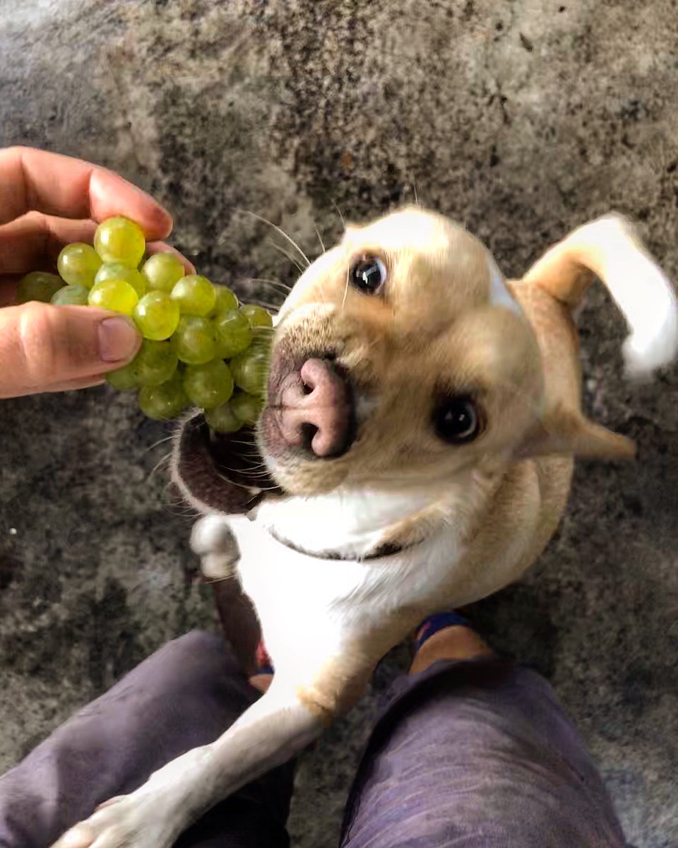 _Riandri_'s tweet photo. Sauvignon Blanc with my grape pinching dog, called Sauvignon...
This photo happened by chance, I actually just wanted a pic of the bunch for record keeping. We both love @CPVineyards Sauvi #saharvest2020 https://t.co/gl2SMr2ERf