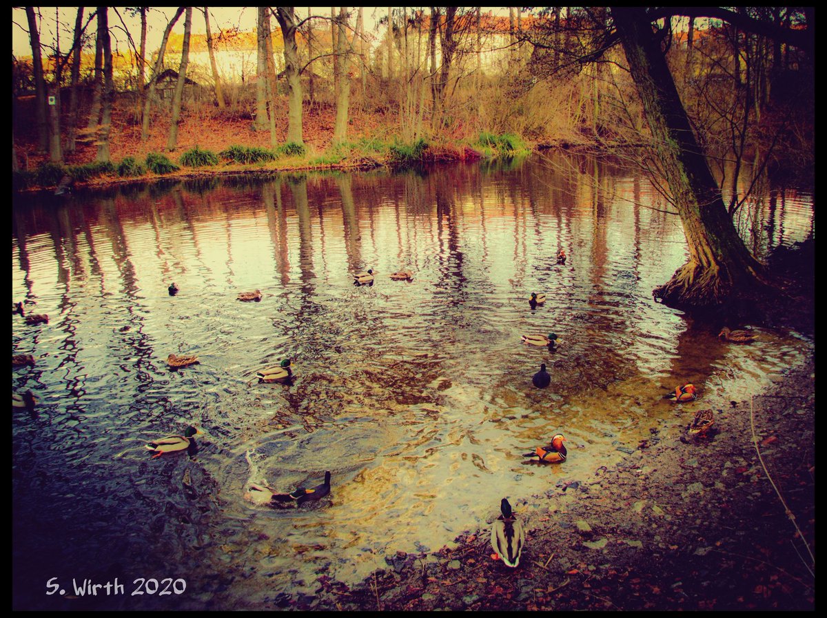 wirthstef's tweet photo. #landscape with #lake #Mรถwensee and #ducks in #Berlin #surrounded by #trees with #waterreflections as #Waterside #scenery in #urban #park #Rehberge #Berlin #March #2020 Copyrights #Stefan #F. #Wirth
#sky #trees #nature #photography #season #branches #birdss #photographer https://t.co/WQe2B9B9jC
