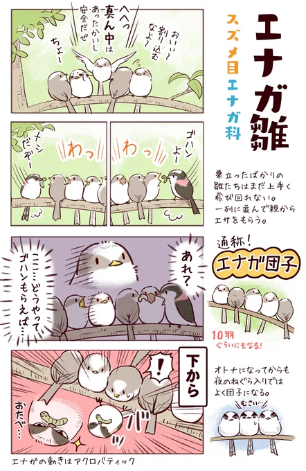 わいるどらいふっ!第165～168種
ワイルドでしたたかないろんな雛たち
#ひな祭り 