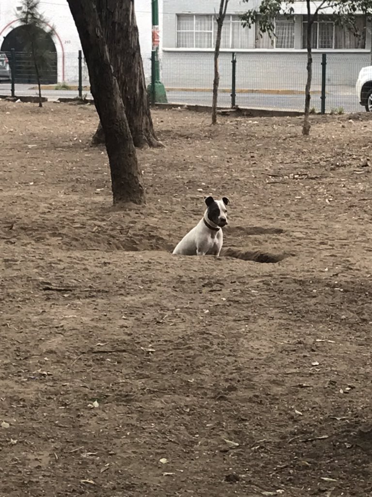 cinCLP's tweet photo. Hoy tarde de comandos, esta área en el parque Maria Luisa nos permite poder practicar el entrenamiento básico. Goofy un buen estudiante #sialparqueparaperrosmarialuisa @Col_Industrial @TuAlcaldiaGAM @fchiguil https://t.co/tAF46keryz