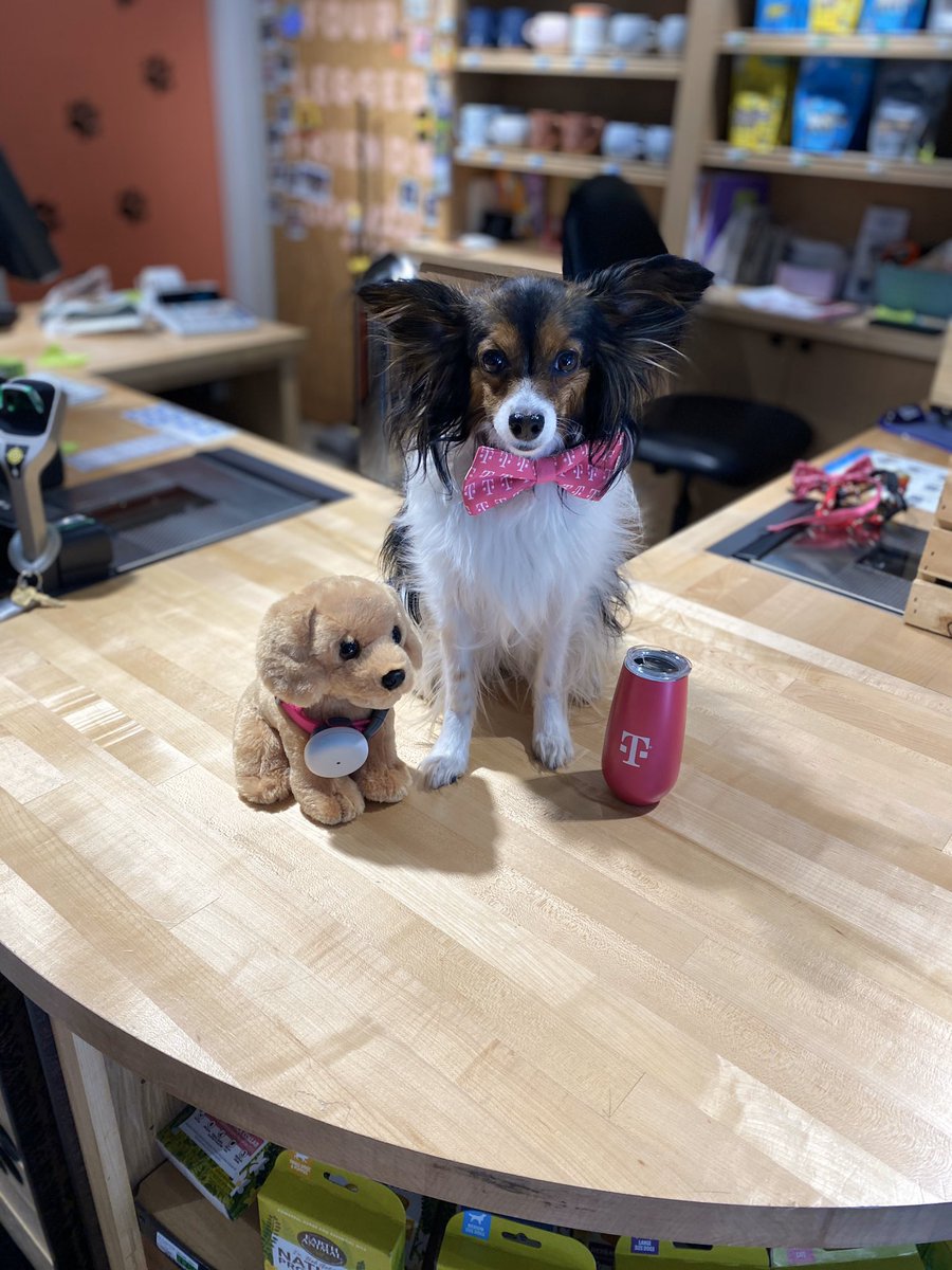 Outreach went fantastic today, made a lot of contacts and potential events coming soon. This is Ellie she models for living. I think we need to bring her to signature store to show off syncUp pets <a href="/tmobile/">T-Mobile</a> @cdota8266 @JonahLeggetM3SF <a href="/TJMartinez1000/">TJ Martinez</a>  #syncUPpets