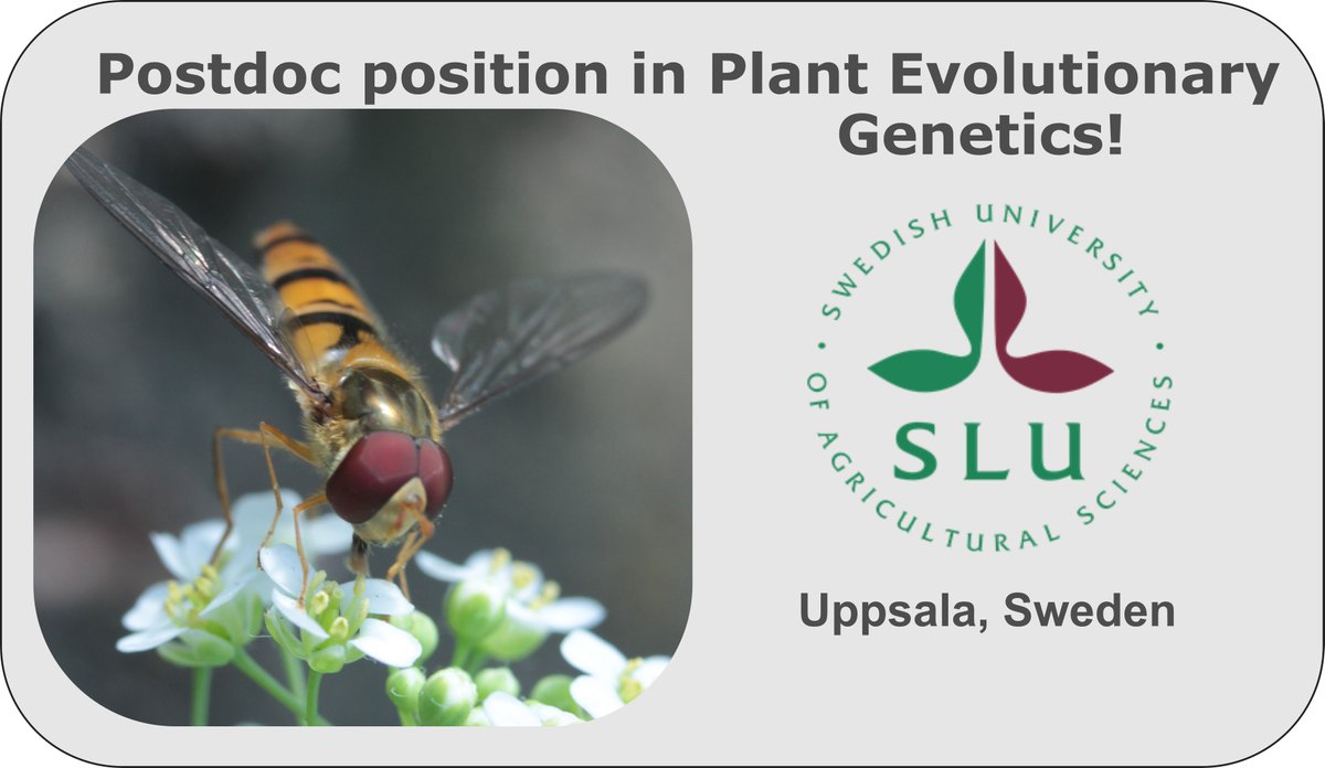 SicardAdrien's tweet photo. If you are interested in joining our team, we have a #postdoc position available. Check details at https://t.co/eiGG8SEoCr
#sciencejobs #researchjobs #postdocposition #EcoEvoJobs   #ecologyjobs #FindResearchPosition #EvoDevo https://t.co/s6ezJ6HYgH