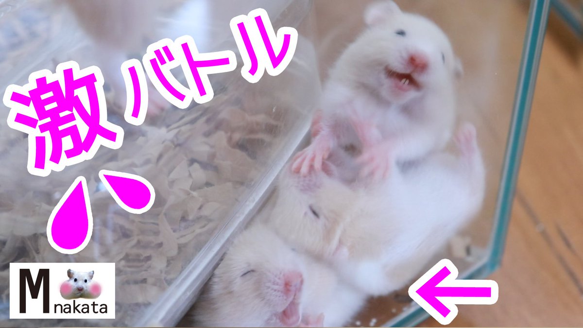 Mnakatata's tweet photo. 赤ちゃんハムスターは安眠ベッドを探してただけなのに悲劇に巻き込まれる…🐹💦

動画ココ📷YUTUBE
https://t.co/xhHUofnmOX  

生後20日のゴールデンハムスターの赤ちゃん💓
お母さんや兄弟のそばで眠る赤ちゃんハム😍でも下にいる兄弟はちょっと苦しそう…❓笑 https://t.co/68aZXupJ1Y