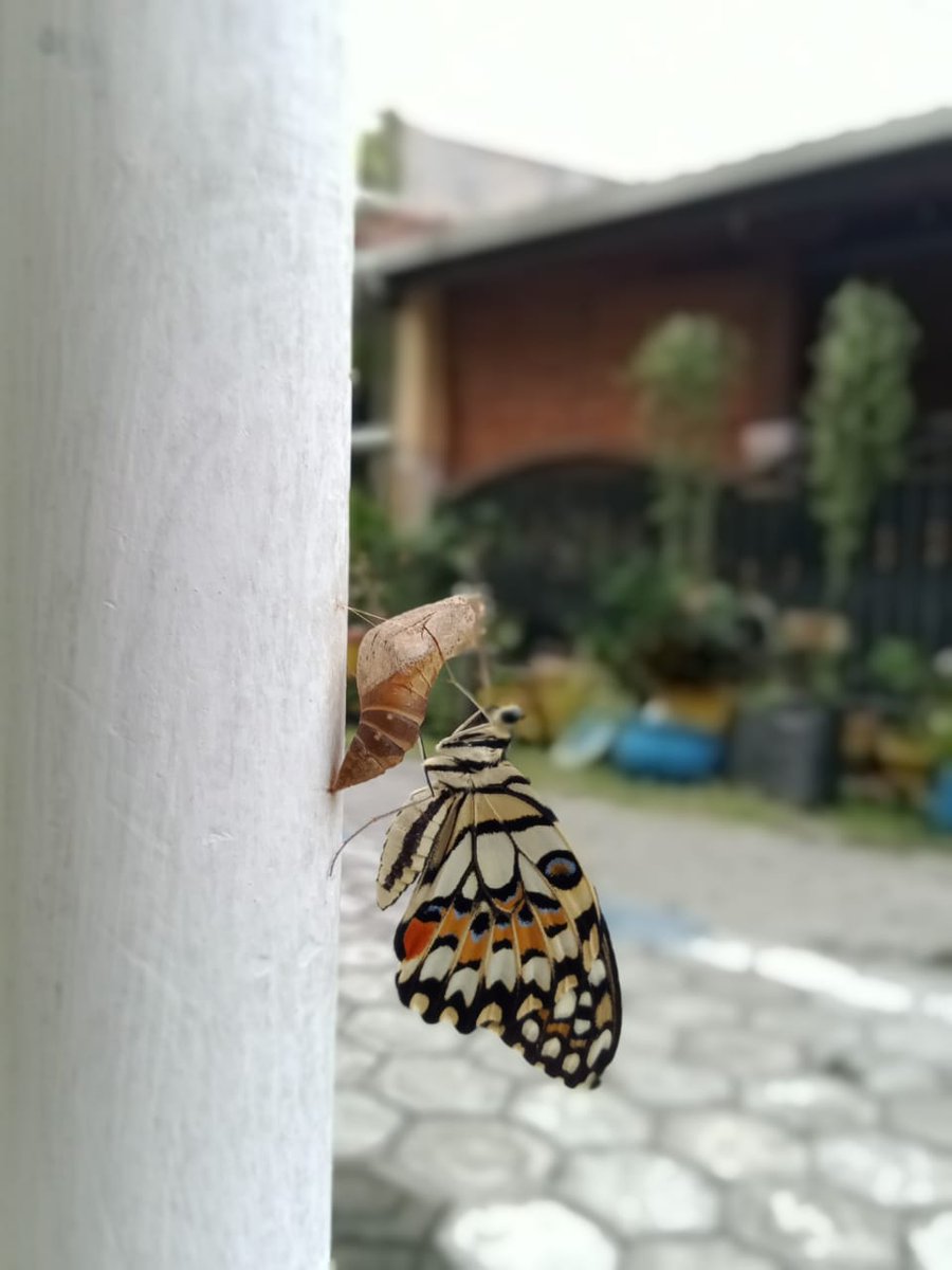 Ristiana95's tweet photo. Persahabatan bagai kepompong merubah ulat menjadi kupu2...
@Djowokorslet @FEMYLI4_KARIN3 @RiriJreeng @ditepihatimu @wijaya241277 @GusNadjib @agusbambangw @bebebkumamabeth @yoe_nahh @lakilucky6970 @Luvianna11 @BiroeLangitkoe @MasTons4 @pakde93478263 jg semuanya moga bahagia sll 😘 https://t.co/wxVHOnWXXH