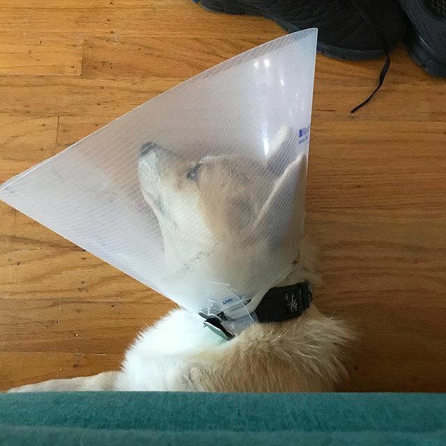 Mochicorgi15's tweet photo. Lil brother still waiting for those darn stitches to be off.  One more week! https://t.co/dwVBd0MqLJ https://t.co/pFBrblkwDz