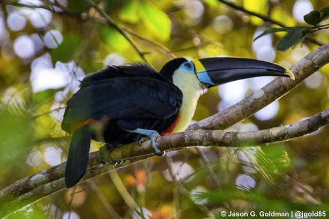 GoScifari's tweet photo. What a welcome! A pair of white throated toucans were waiting for us in a tree next to the Posada Amazonas lodge when we arrived. #aotrips #Scifari #wildlife #birdphotography (📷: @jgold85) https://t.co/uQKtzRlm5f