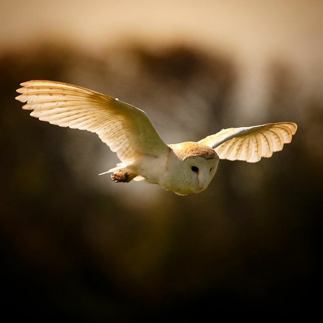 Night Hunter. The barn owl. What a bird! #barnowl #bb_of_ig #allmightybirds 
#bestbirdshots #excellent_nature #earthcapture @wwfscotland
#thewildlifebiologist #Majestic_Wildlife_ #whywelovenature #birdsofinstagram #wildlife_inspired #yourscotland #wildli… ift.tt/2IaU6Zq