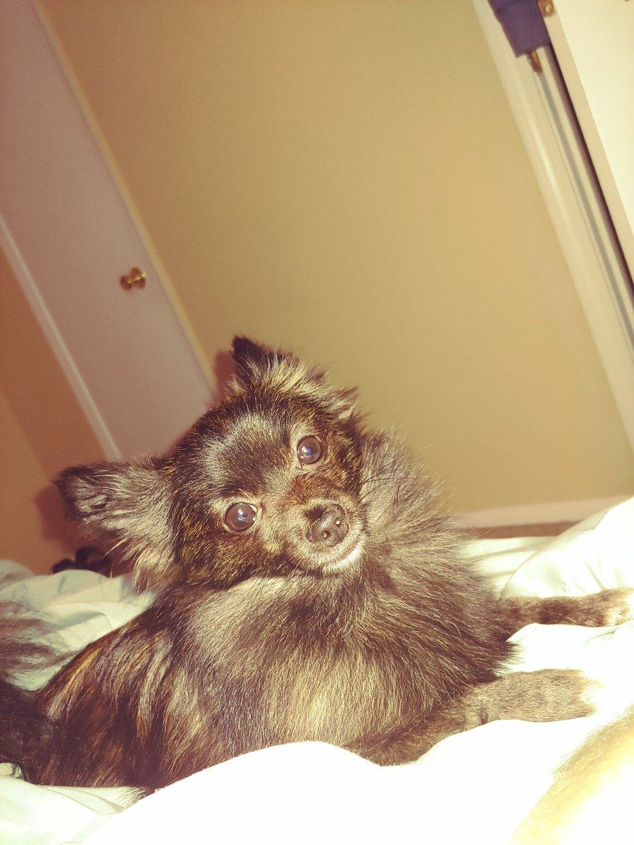 vintonious's tweet photo. Been busy with work and about to move. Haven't been able to stream like I want, so have a dog pic to keep you satisfied until I move and set back up. https://t.co/SzLncPOibn