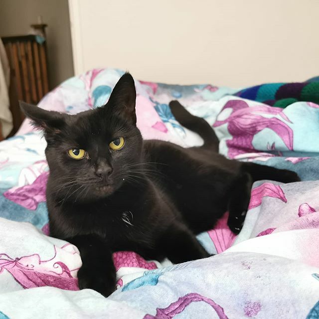 thesillykittens's tweet photo. Just hanging out keeping my human company when she's sad / happy / existing 🐾 https://t.co/SRwjyQQBOO