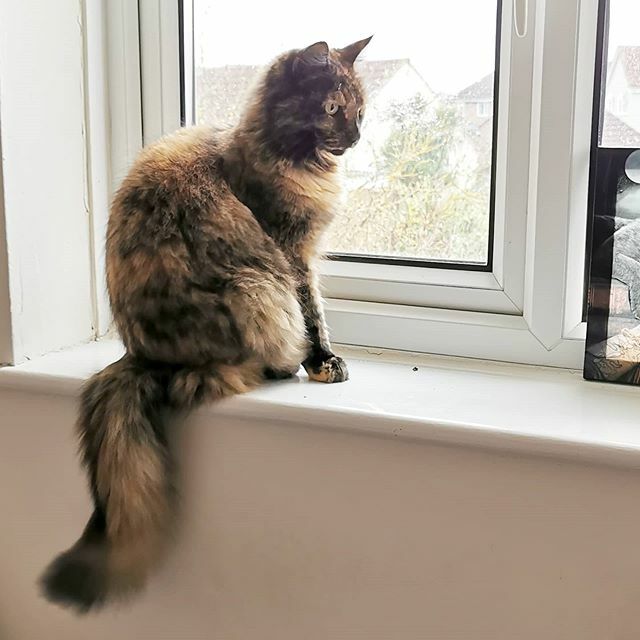 thesillykittens's tweet photo. Srsly with the rain and the storms... I want to go out and not get blown off the fence! https://t.co/vMgqYH3ZVN
