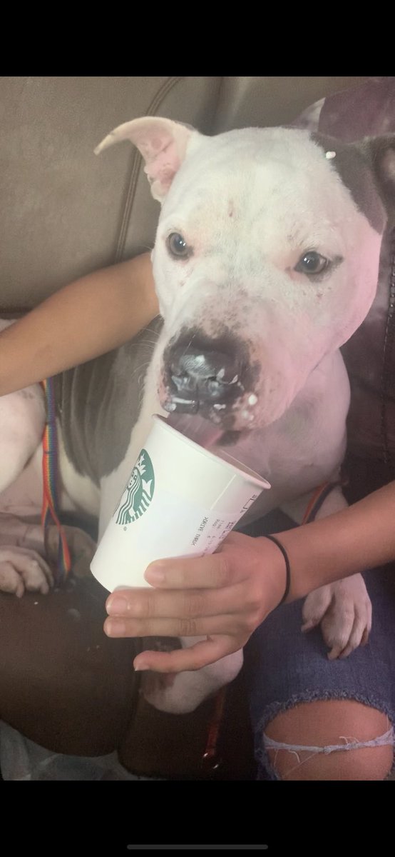 moniquevilla4's tweet photo. I entered the shelter and came out with a new son. Meet (I still don’t know what to name him) Villanueva. He’s the sweetest little Pitbull you could ever meet, doesn’t stop smiling,and really doesn’t know how to eat a puppuchino♥️ https://t.co/ZNIFW2tXkG