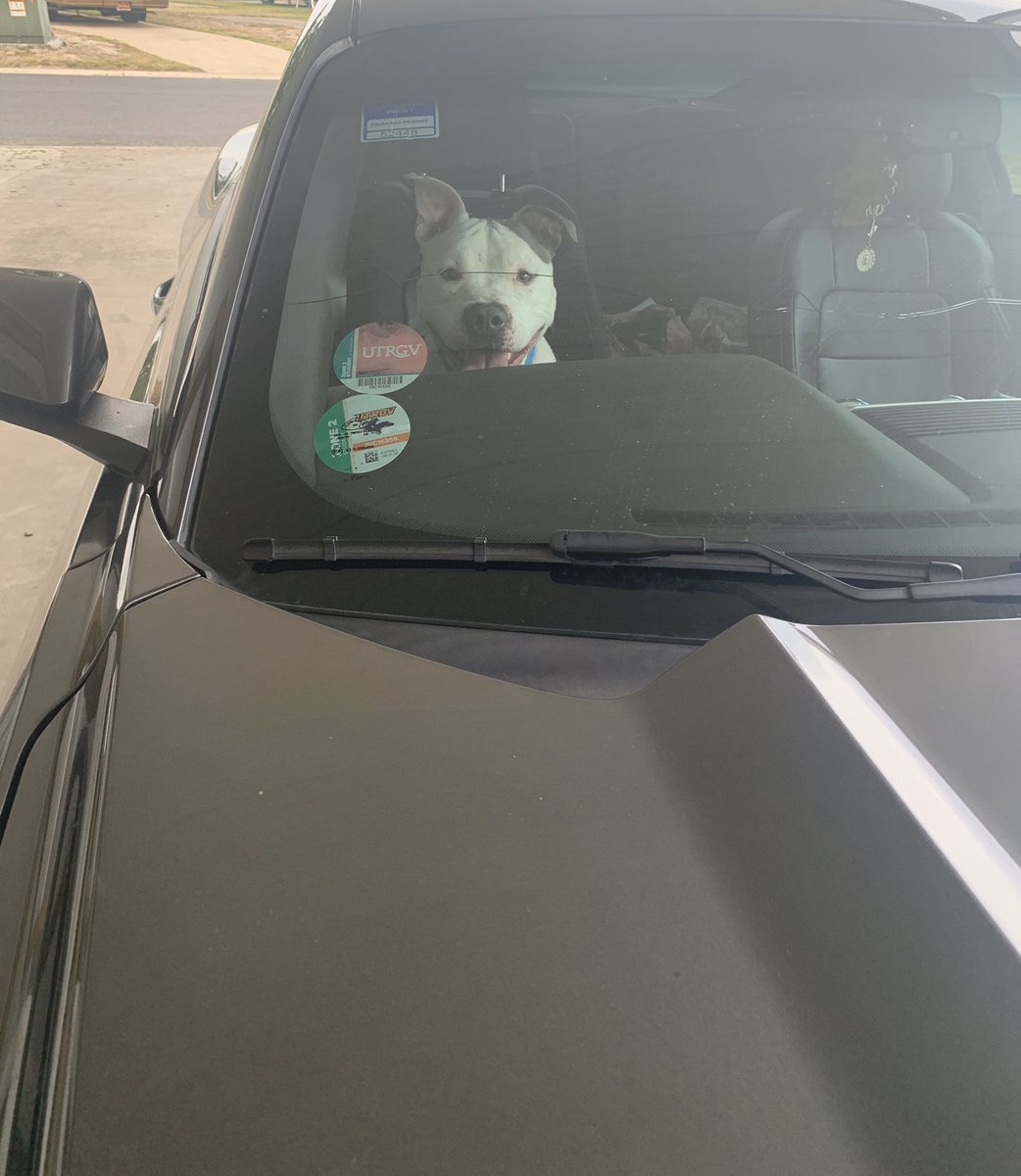 moniquevilla4's tweet photo. I entered the shelter and came out with a new son. Meet (I still don’t know what to name him) Villanueva. He’s the sweetest little Pitbull you could ever meet, doesn’t stop smiling,and really doesn’t know how to eat a puppuchino♥️ https://t.co/ZNIFW2tXkG