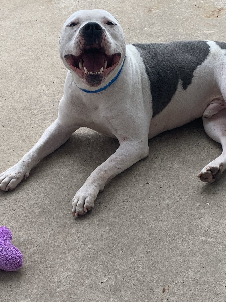 moniquevilla4's tweet photo. I entered the shelter and came out with a new son. Meet (I still don’t know what to name him) Villanueva. He’s the sweetest little Pitbull you could ever meet, doesn’t stop smiling,and really doesn’t know how to eat a puppuchino♥️ https://t.co/ZNIFW2tXkG