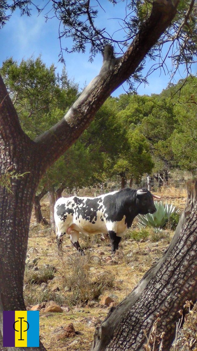 Estar en su terreno, muestra su grandeza, nos vemos en Teziutlán 15 de marzo. #PurititoTorreóndeCañas