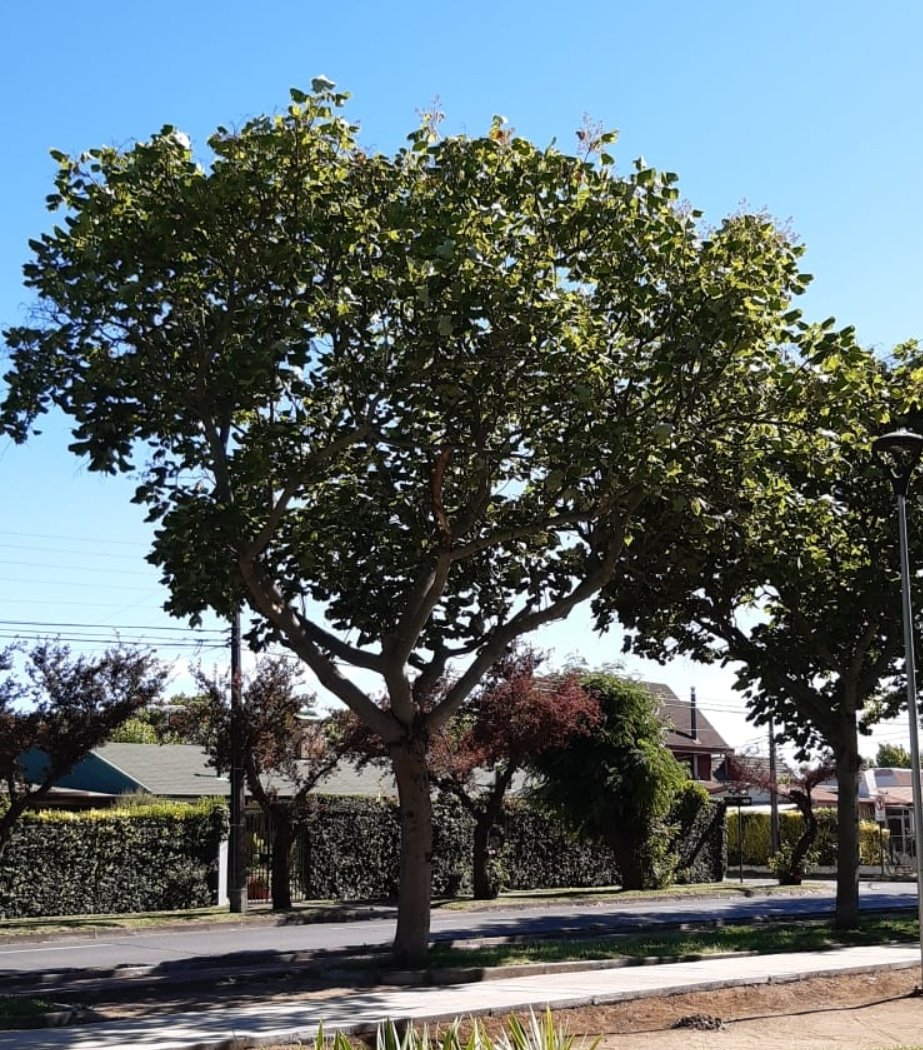 Hace unos meses fuimos invitados a participar dentro del Instituto Latinoamericano de Arboricultura <a href="/INLARBOR/">ILA Arbor</a> ,ha sido una tremenda experiencia poder interactuar con excelentes profesionales del área, generosos con su conocimiento, experiencias y comprometidos con los árboles.