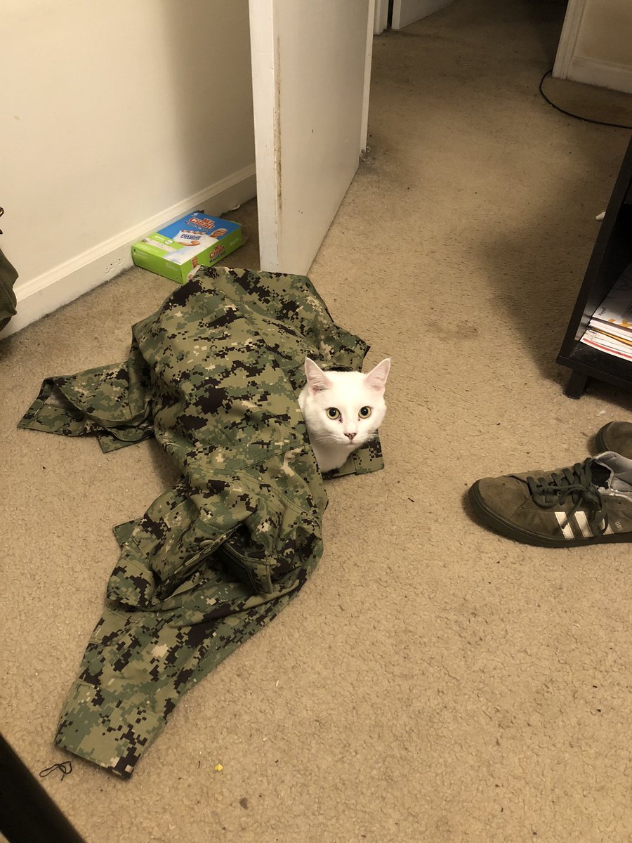 briarbyhart's tweet photo. Her do a hide. #Luna #LunaBelle #LunitaChiquitaBonitaGatita #LunaPinkEars #Teetoe #Teetoebaby #Teetoelestbaby #catsoftwitter #Navy #USN #USNavy #Navyveteran #Navyreservist #onemorehashtag https://t.co/bQOIpxXyiW