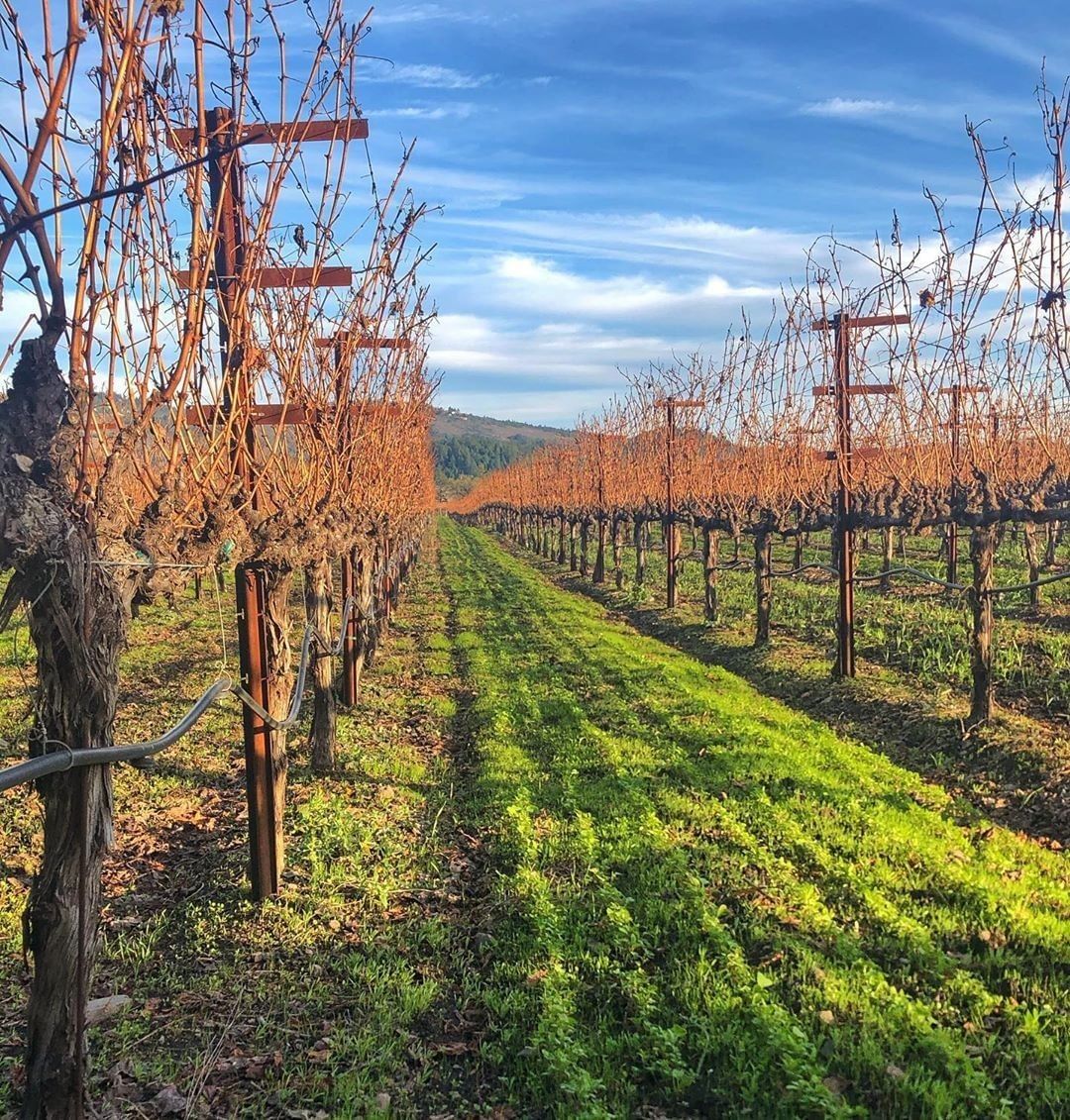 RT <a href="/charleskrugwine/">Charles Krug Winery</a>: As winter begins to wind down, we’re looking forward to warmer weather and watching our grapevines wake from their slumber. Here’s to the 2020 vintage!

PC: <a href="/visitnapavalley/">Visit Napa Valley</a> #VisitNapaValley #NapaValley