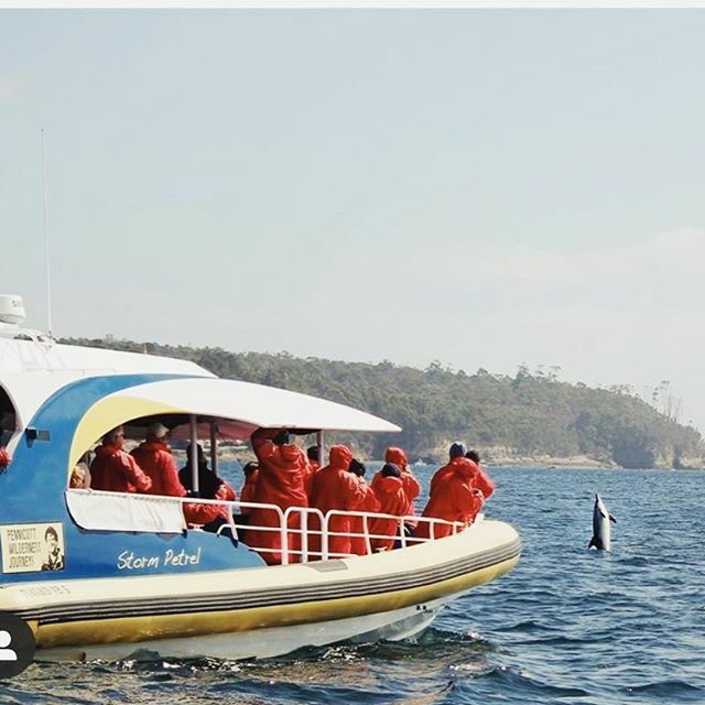 I think this is called showing off!  Our Bruny Island locals sure know how to put on a show for our Bruny Island Cruises guests.

Crew member @melindabrown___  took this awesome pic.
#pennicottwildernessjourneys #pennicottjourneys #yellowboatroad #dolphi… ift.tt/39kr3hZ