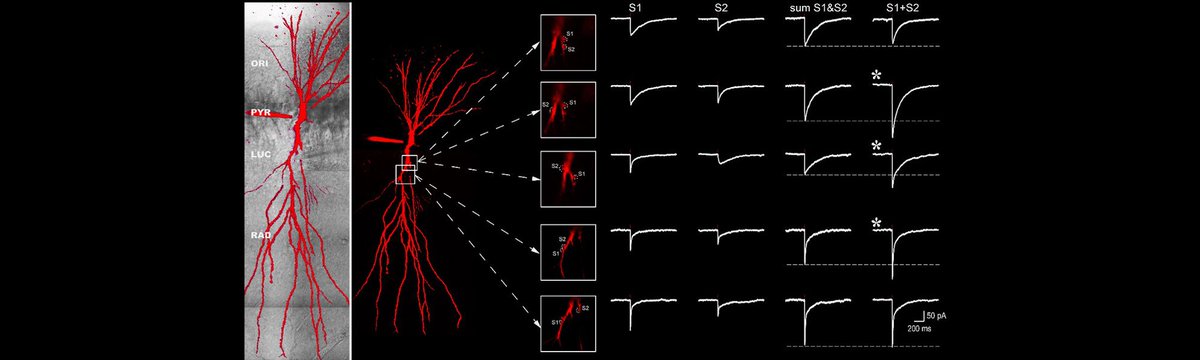 Scientifica_Int's tweet photo. Dr. Simon Chamberland at @nyulangone explains how multiphoton imaging, including calcium imaging and uncaging, can be used to precisely monitor or control neuronal activity in subcellular compartments
https://t.co/VH1V5KzM8O https://t.co/eXG19ofkmj