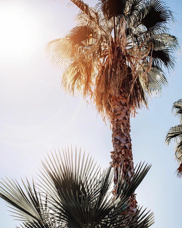 EmilyKFarina's tweet photo. Glimpses of spring peeking through the palms. Getting started on transitioning my closet today to pack away some winter clothes and pull out springy pieces. Do you wait for spring weather or start your wardrobe transition when it’s still cool out? https://t.co/013M3xBQGj https://t.co/NnhrEpuTOV