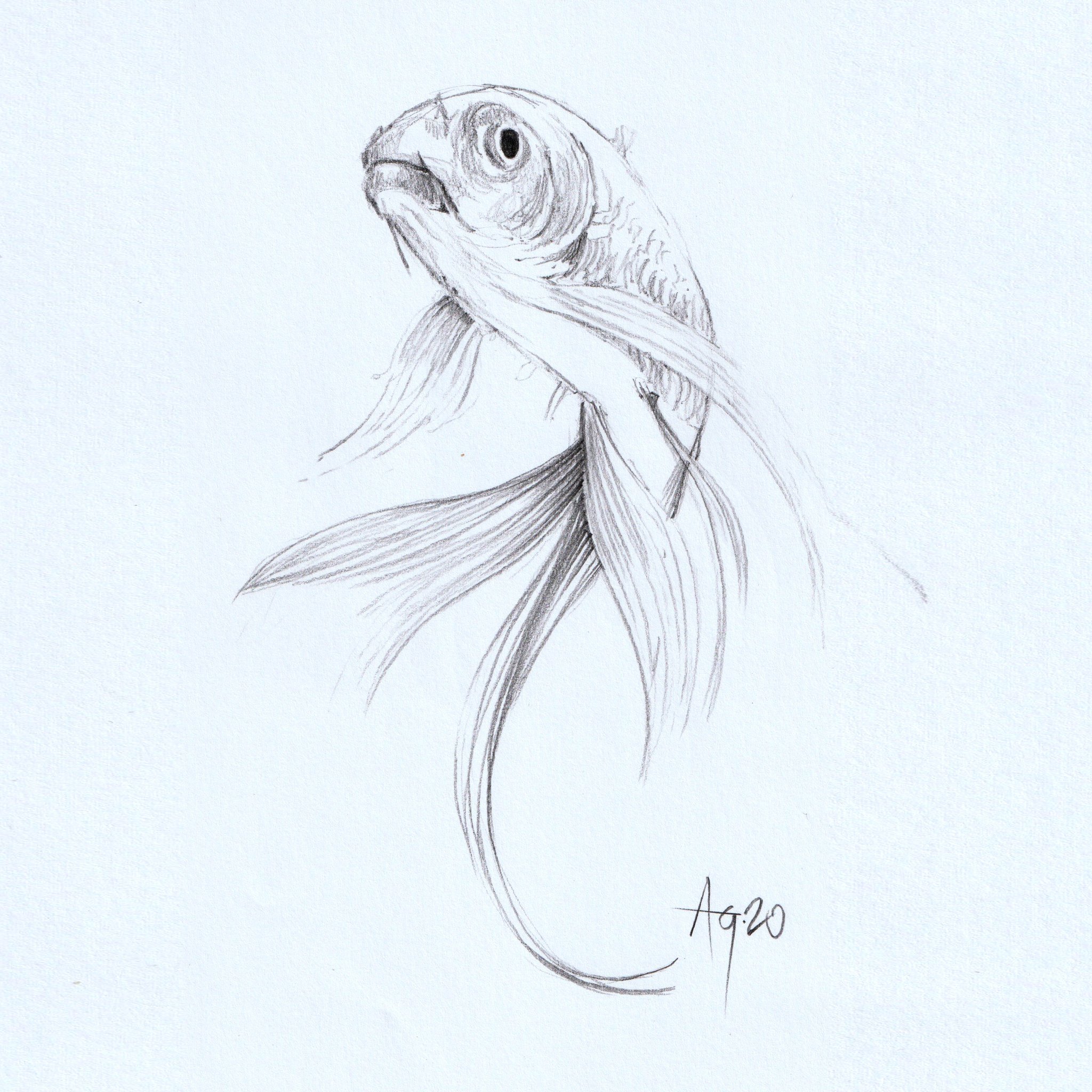 Anthony Greentree on X: #animalmarch Quick pencil sketch of a Goldfish. # thedailysketch #TuesdayMotivation #art #artist #sketch   / X