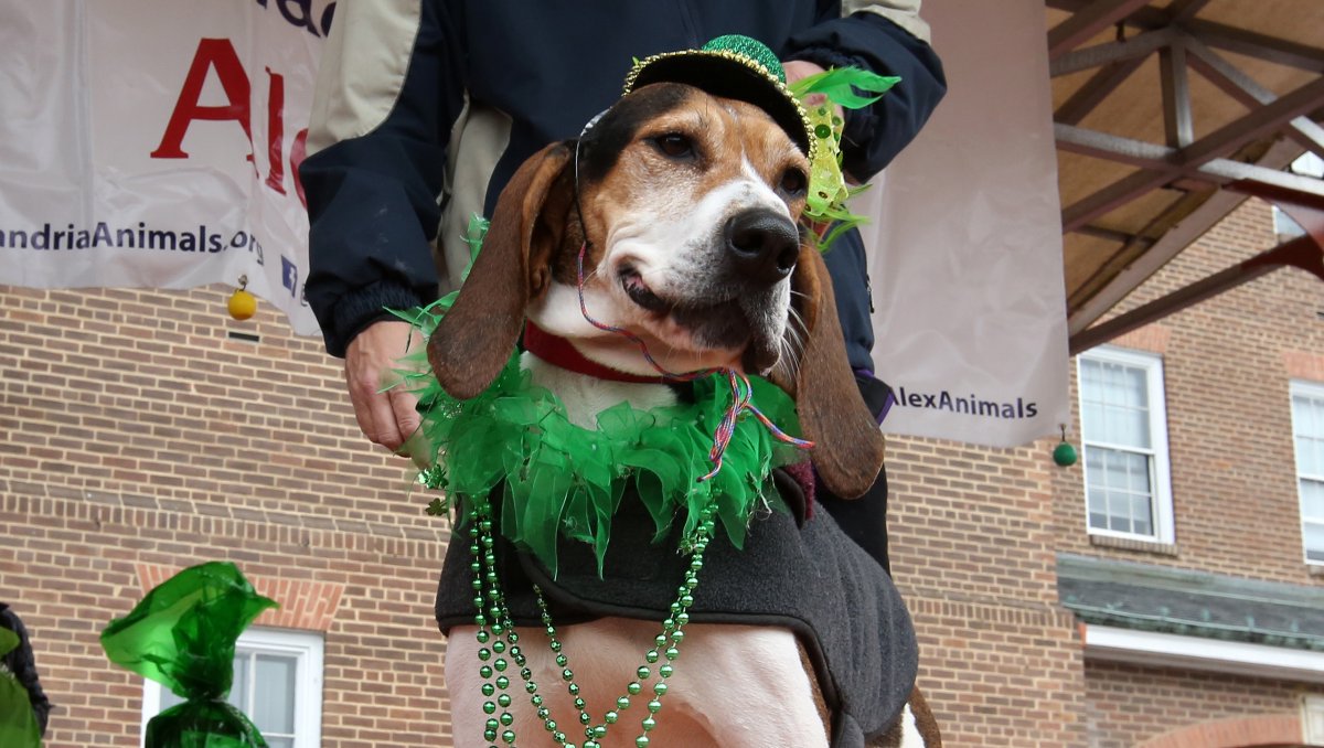 Forecasts for this weekend include sunshine, pups and lots of green at our annual Fun Dog Show! Join us and The <a href="/Ballyshaners/">Ballyshaners</a> this Saturday at 11 a.m. at Old Town's Market Square a canine costume contest full of St. Paddy's Spirit. Learn more at AlexandriaAnimals.org/DogShow2020.