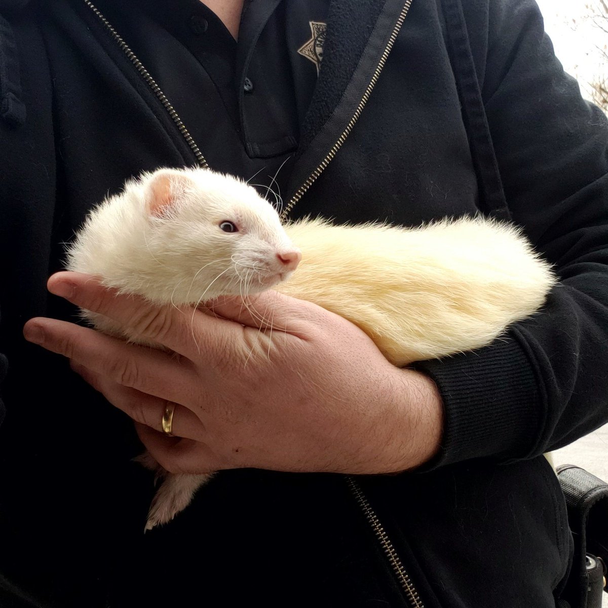 acdcpets's tweet photo. Someone lose a #ferret in the @BountifulCityUT / @nslchat area?
#animalcontrol #animalservices #adoptdontshop #acdcpets #ferretsoftwitter https://t.co/ajTWQTq58o