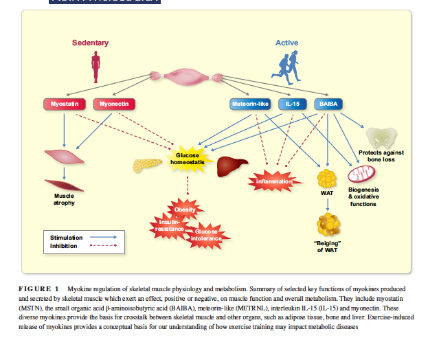 [Insulin resistance and its effects in children and adolescents]