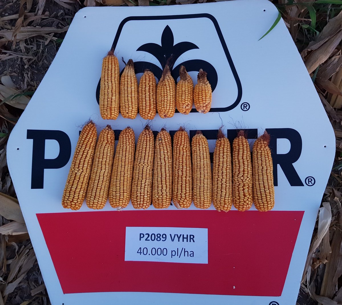 Rinsu_Pioneer's tweet photo. Ensayos de densidad: Buscando la densidad correcta para cada ambiente. Muy interesante la variación de la magnitud de los componentes de rendimiento del #P2089 . #pioneersemillas #estamosdondeestas https://t.co/6m2n24M86b