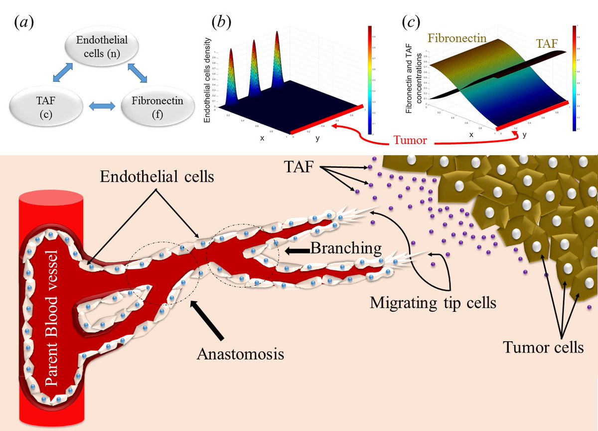 Mohsen Dorraki (@mohsen_dorraki) on Twitter photo Our paper on “mathematical models of tumour angiogenesis” was published in <a href="/IEEEAccess/">IEEE Access</a> yesterday, with @AFouladzadeh, A. Allison(<a href="/DrMOSFET/">Dr Andrew Allison</a>), <a href="/claudine_bonder/">Claudine Bonder</a>, and <a href="/derek_abbott60/">Derek Abbott</a>.
ieeexplore.ieee.org/document/90181… Our paper on “mathematical models of tumour angiogenesis” was published in <a href="/IEEEAccess/">IEEE Access</a> yesterday, with @AFouladzadeh, A. Allison(<a href="/DrMOSFET/">Dr Andrew Allison</a>), <a href="/claudine_bonder/">Claudine Bonder</a>, and <a href="/derek_abbott60/">Derek Abbott</a>.
ieeexplore.ieee.org/document/90181…