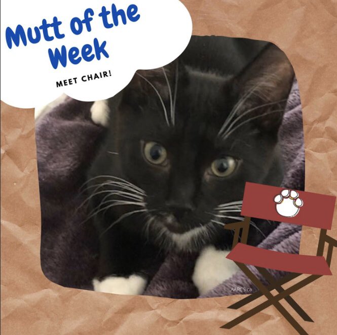 whatthemutt_'s tweet photo. For this week’s #MuttOfTheWeek meet Chair. He is a black and white kitten at AARCS who is trying to find his #fureverhome 🐱 He is 4 months old and loves to eat, play and cuddle! 💙🐾 visit https://t.co/QjMuhOYr9e for more information on Chair! 🐱💙 #AdoptDontShop #aarcs https://t.co/u0Bm9SJHFx