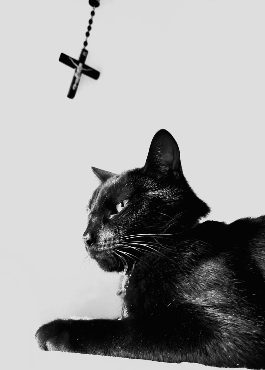 Qwl3esGyZ8eeaSs's tweet photo. Simón - Modelo con pocas ganas
Proyecto 365+1 . Día 003 en un

#m_k69

#365días #proyecto365  #nikon  #celular #galaxy #note9plus #snapseed  #gato #gatonegro #laplata #argentina   #365日 #ねこ #黒い猫  #猫 https://t.co/RAsMWwhVB8