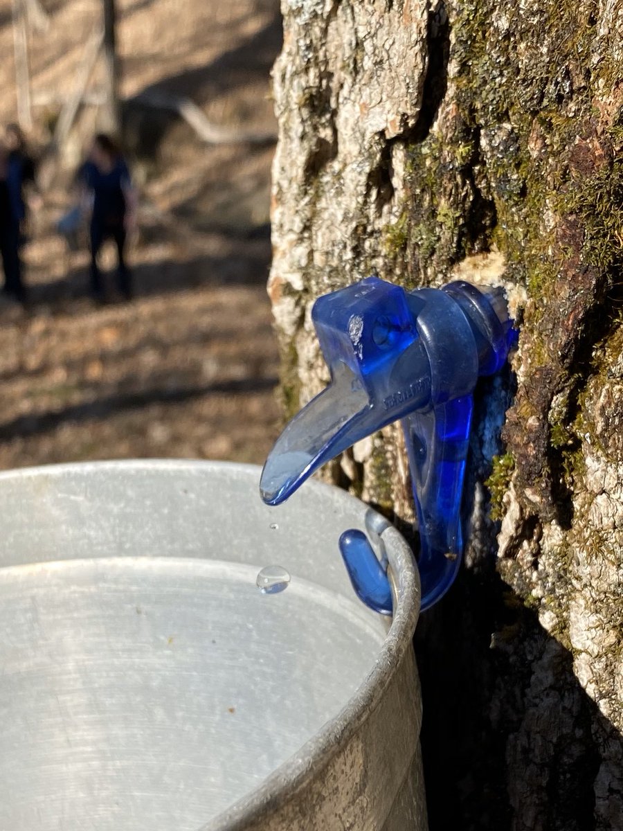MissBoardman's tweet photo. When it’d 60 degrees, you have to go for a quick hike (and collect sap) with your coworkers before your department meeting 😊💕 https://t.co/vo5xuOS1pk
