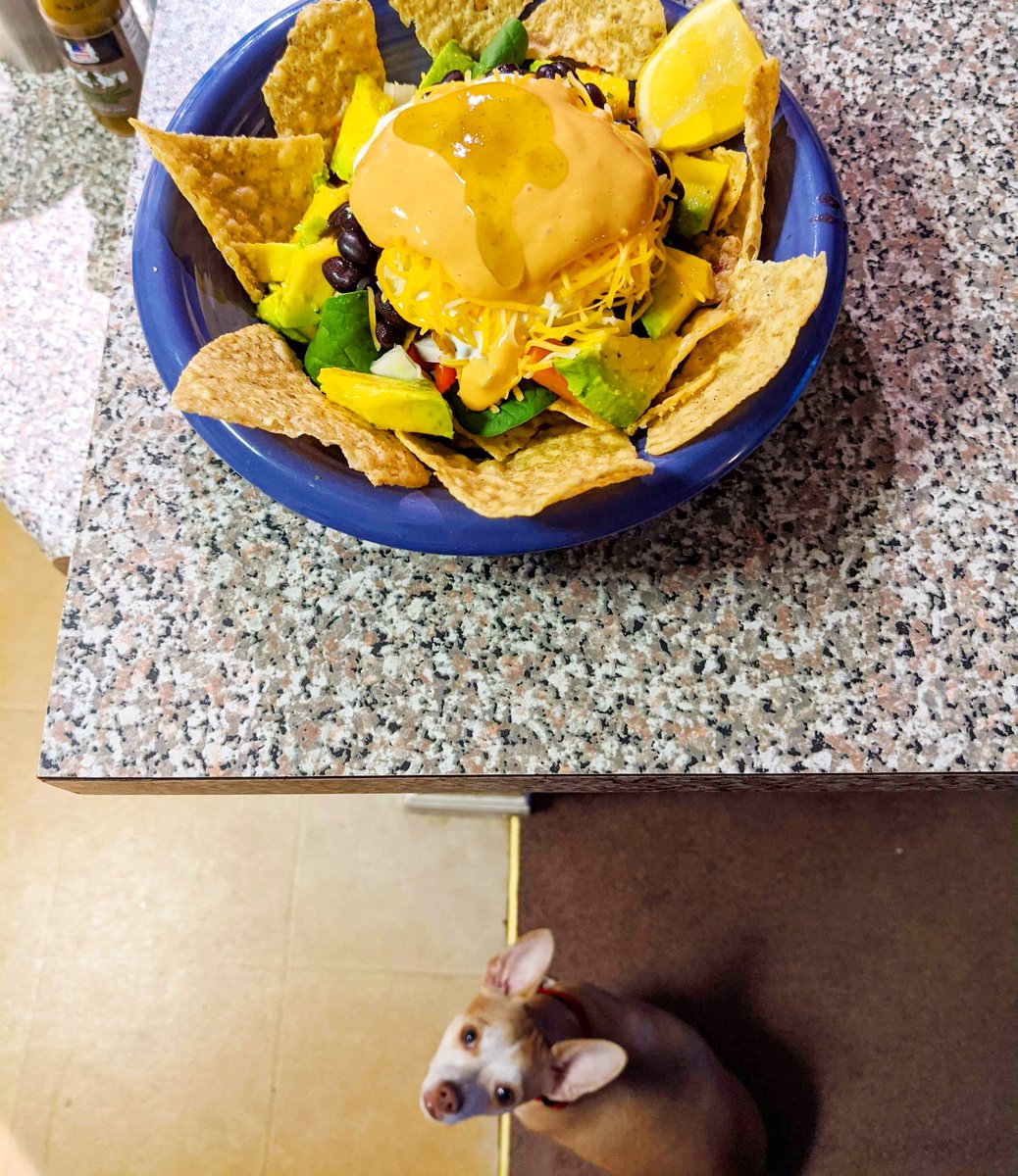 copperdapup's tweet photo. 🐶Hey Dad! You wanna share those veggie nachos! Kay thanks!❤️
 #chihuahuapuppy #chihuahuastagram #instachihuahua #chihuahuamom #onlychihuahuas #chihuahua_feature #sgdoglife #sgdogs #sgdoglovers #loveyourpets #nachos #tacos #tacotuesday #beggingdog #nachocheese #vegetarian https://t.co/X5hDkBi8BH