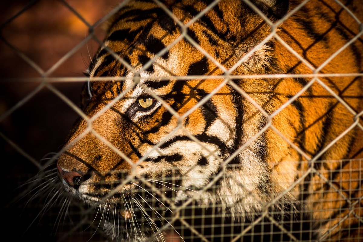 Save Wild Tigers tweet media