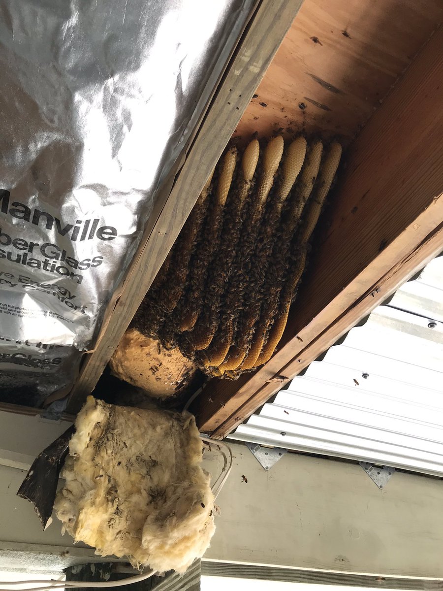 Just helping out Rick the park ranger at Gasparilla Island State Park with these unwanted ladies. <a href="/StrictlyBees/">StrictlyBeesness</a> always willing to help out the State Park Rangers. #savethebees #pollinators #bees #Honeybees