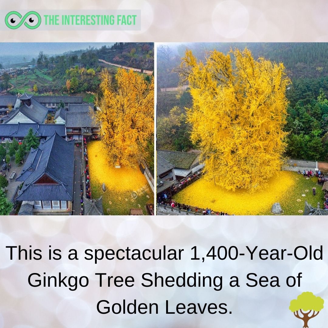 factsTIF's tweet photo. There are several unknown facts
for more visit: https://t.co/FyRq2KSy7d
#uniquetree #goldentree #china #oldtree https://t.co/X7ogIqLY07