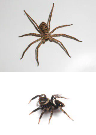 @Sayonarachan123 見た目アレですがアシダカさんとハエトリさんは見てもそっとしています。殺虫剤いらずです。 