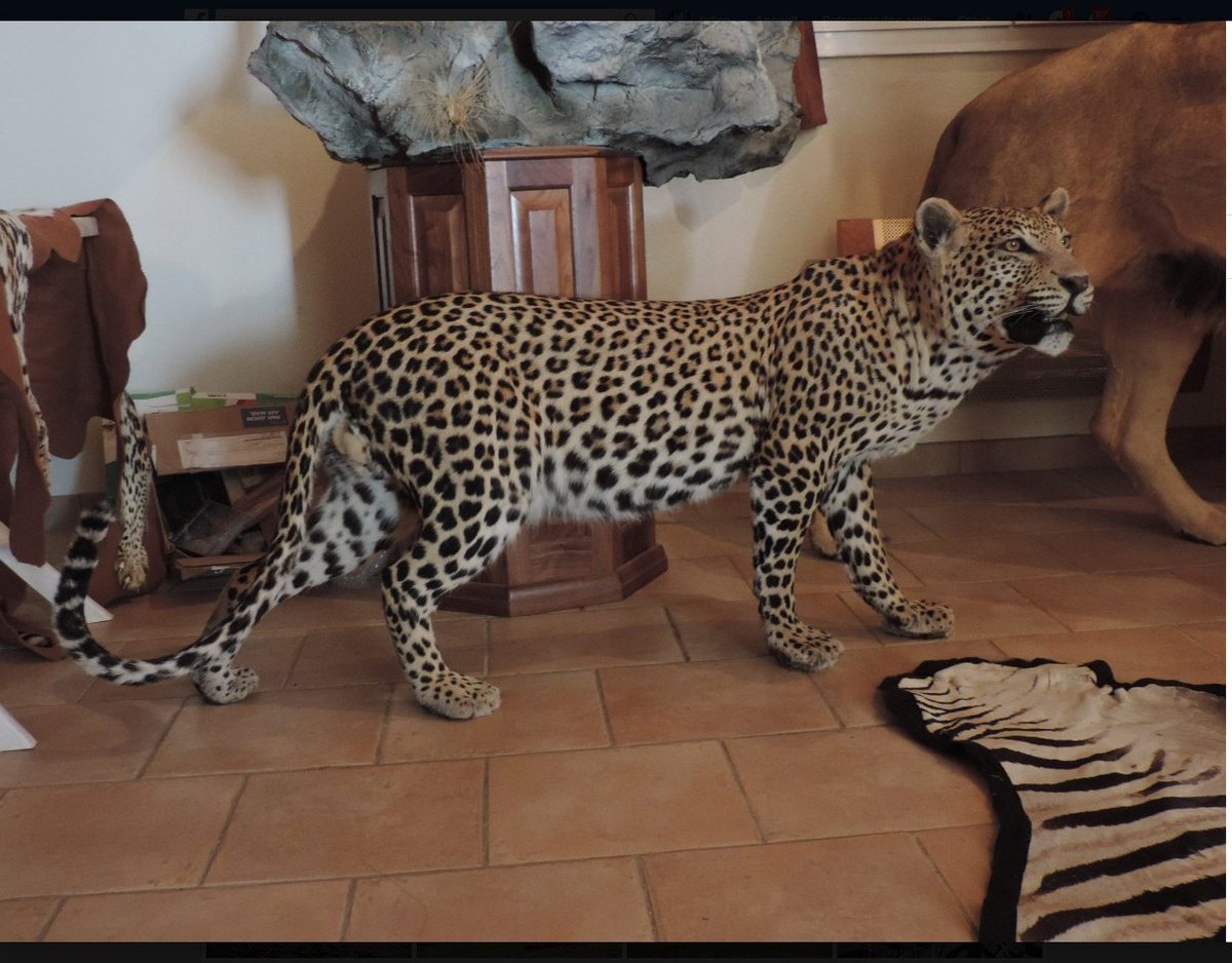 tigrenlion's tweet photo. #UnClicPourUnSafari Pédagogie léopard
On me reproche la dénonciation gratuite, je vais expliquer la bassesse de la chasse au trophée de léopard.
#JeanPierreBOUTINAUD fournit toutes les images.
Animal tué, pour rien, sinon la vanité.
Qui voudrait ça en héritage ?
👇 THREAD 👇 https://t.co/SfIfV01ual
