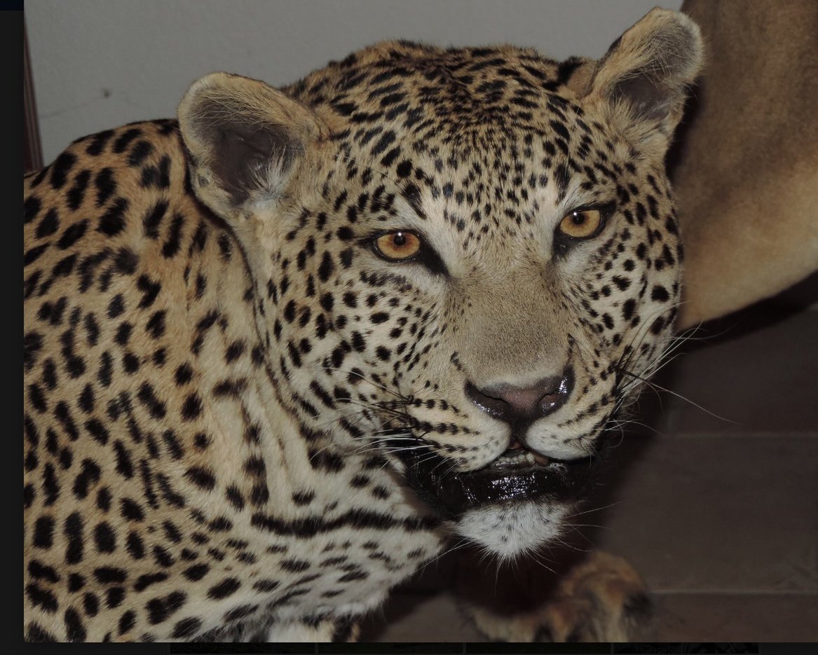 tigrenlion's tweet photo. #UnClicPourUnSafari Pédagogie léopard
On me reproche la dénonciation gratuite, je vais expliquer la bassesse de la chasse au trophée de léopard.
#JeanPierreBOUTINAUD fournit toutes les images.
Animal tué, pour rien, sinon la vanité.
Qui voudrait ça en héritage ?
👇 THREAD 👇 https://t.co/SfIfV01ual
