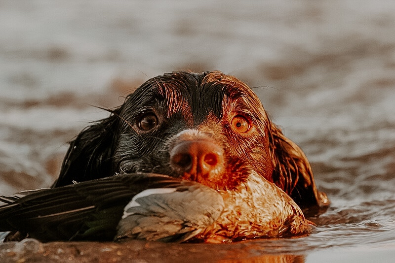 SoFriCo's tweet photo. DOG PHOTO CONTEST: Submissions are open through Wednesday, March 11th! Be sure to enter through the link in our bio! Tag someone who needs to enter⬇️⬇️⬇️#sofrico #dogphotocontest⁠ https://t.co/xaaJhrJA2V