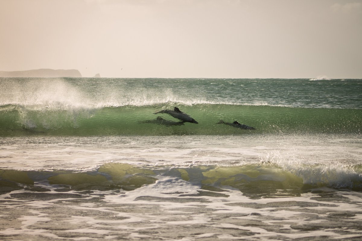 As much as 80% of our nation’s biodiversity may be found in the sea. And of the 15000 species that we know of, about 6600 of them are found nowhere else in the world! Just like these Hector’s dolphins, enjoying a surf in Porpoise Bay. ^CK. 

(📷: Tracey Bates) #Seaweek2020
