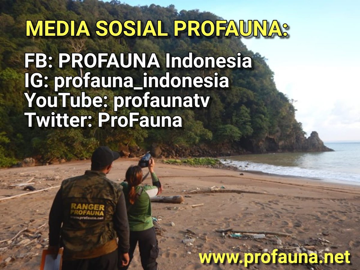 ProFauna's tweet image. Yuk ikutin media sosial PROFAUNA Indonesia ini, agar selalu dapat informasi dengan cepat tentang aktivitas PROFAUNA serta info seputar konservasi hutan dan satwa liar. #profauna #profaunaindonesia