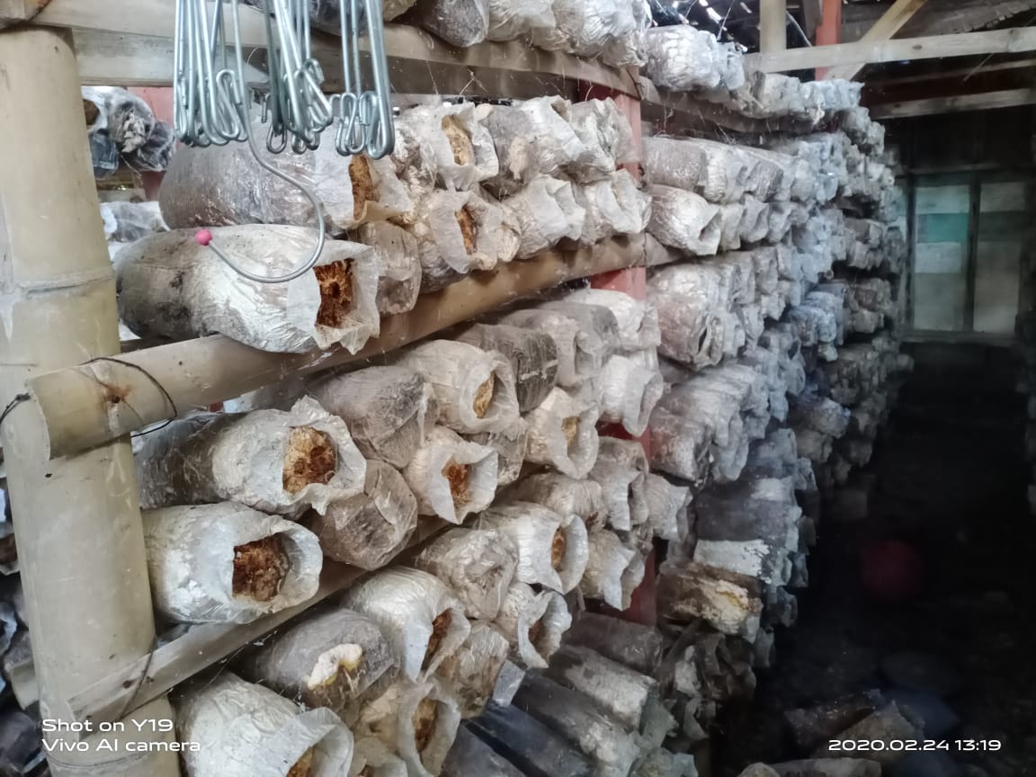 BumdesaGading's tweet photo. Foto ini ketika kami belajar budidaya jamur tiram di warga Desa Pengkol yang dulunya asli dari Desa Gading. 
Disini kami belajar bagaimana cara memilih bibit jamur yang baik, penataan ruang, pembuatan rak untuk tempat jamur, perawatan, dan juga penjualannya. 
Alhamdulillah beliau https://t.co/eTV7rrr4D4