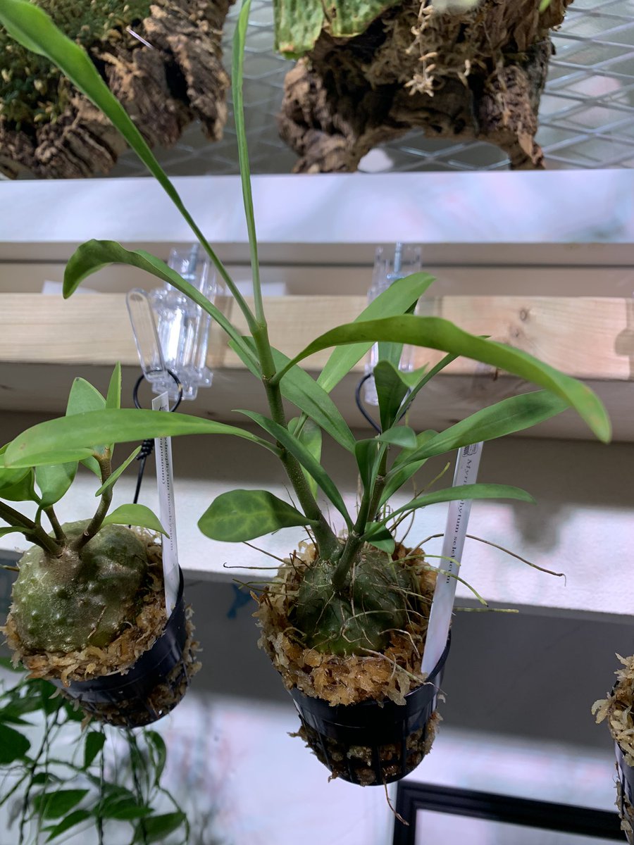 crazy_clever_s's tweet photo. #Myrmephytum #selebicum
#STRINGPLANTS #アリ植物
こちらもお迎え🤞✨ https://t.co/0WzT9Ed6W0
